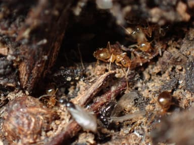 Prenolepis imparis photo 205