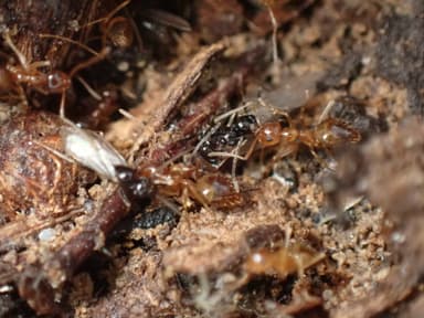 Prenolepis imparis photo 206