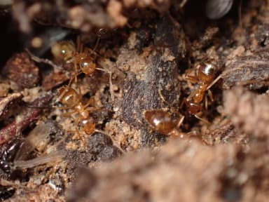 Prenolepis imparis photo 207
