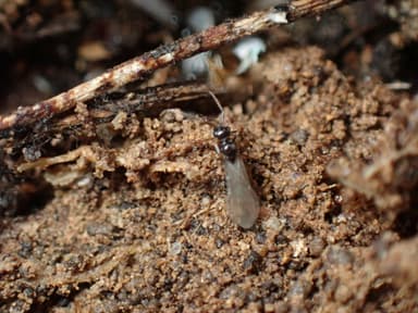 Prenolepis imparis photo 208