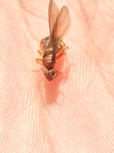 Prenolepis imparis photo 211