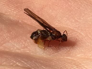 Prenolepis imparis photo 212
