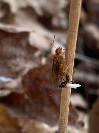 Prenolepis imparis — queen photo 214
