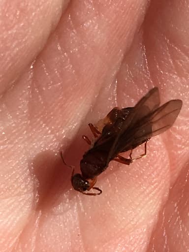 Prenolepis imparis photo 215