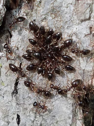 Prenolepis imparis photo 217