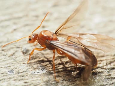 Prenolepis imparis photo 218