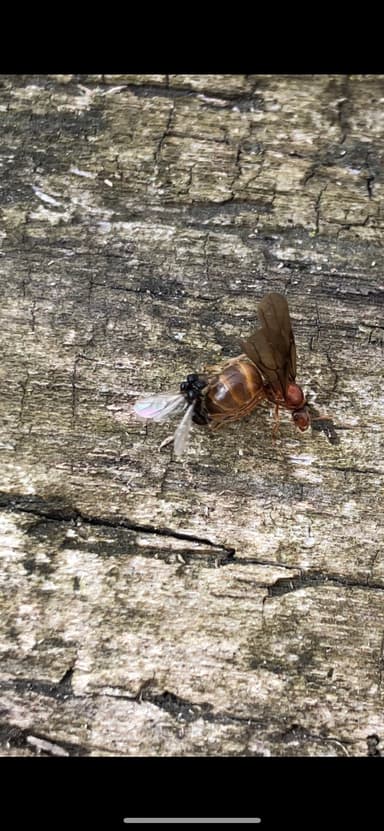 Prenolepis imparis photo 219