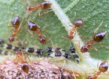 Prenolepis imparis photo 220