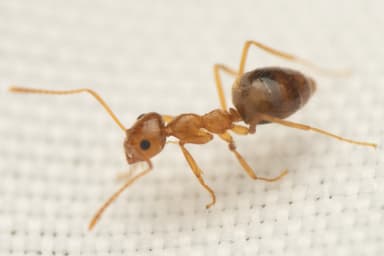 Prenolepis imparis photo 222
