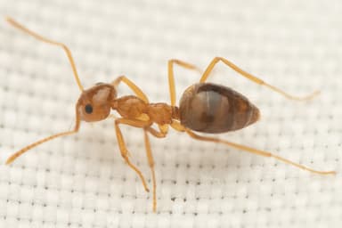 Prenolepis imparis photo 223
