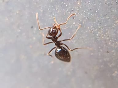Prenolepis imparis photo 224
