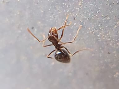 Prenolepis imparis photo 225
