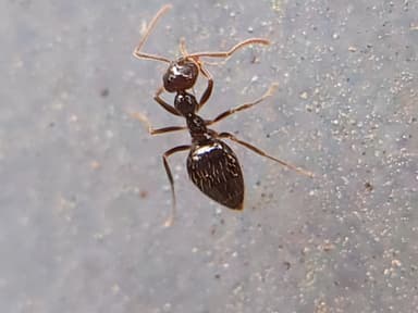 Prenolepis imparis photo 226
