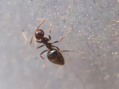Prenolepis imparis photo 227
