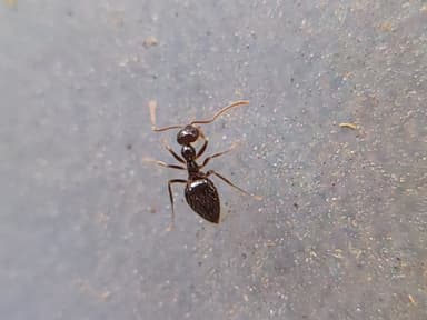 Prenolepis imparis photo 228