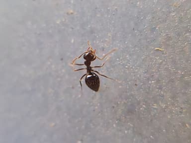 Prenolepis imparis photo 229