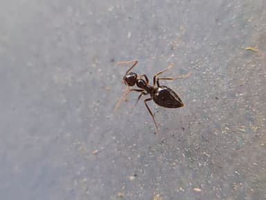 Prenolepis imparis photo 230