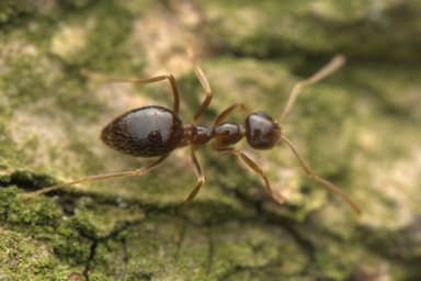 Prenolepis imparis photo 231