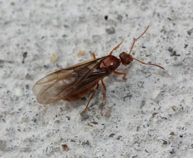 Prenolepis imparis photo 232