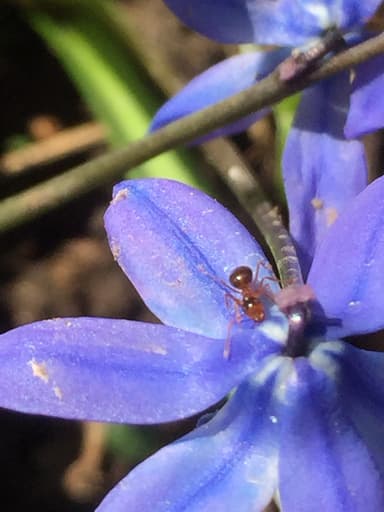 Prenolepis imparis photo 234