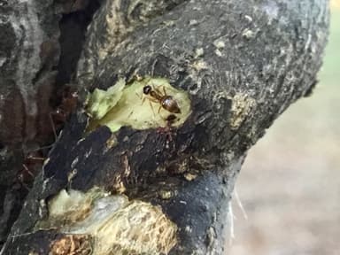 Prenolepis imparis photo 237