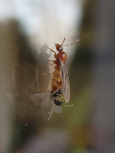 Prenolepis imparis photo 240