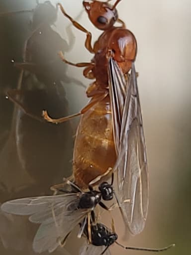 Prenolepis imparis photo 241