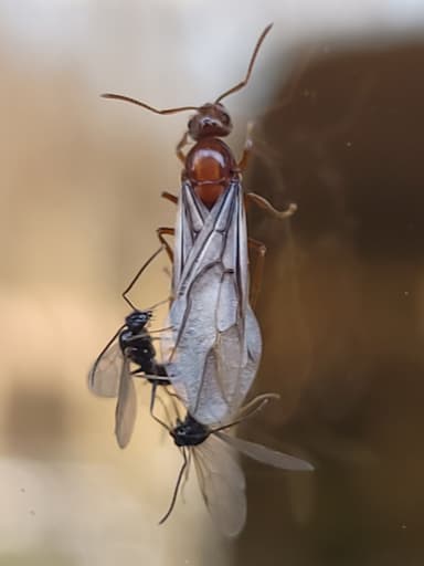 Prenolepis imparis photo 243