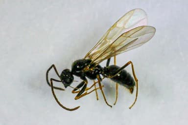 Prenolepis imparis photo 246