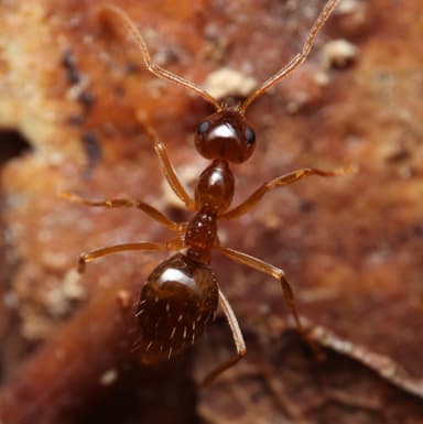 Prenolepis imparis photo 249