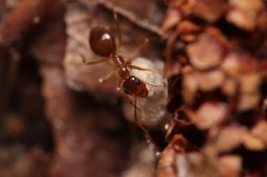 Prenolepis imparis photo 250