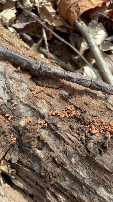 Prenolepis imparis photo 252