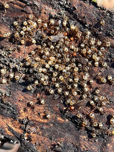 Prenolepis imparis photo 262