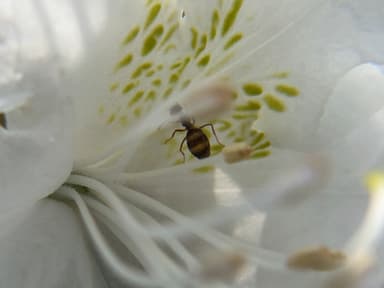 Prenolepis imparis photo 264