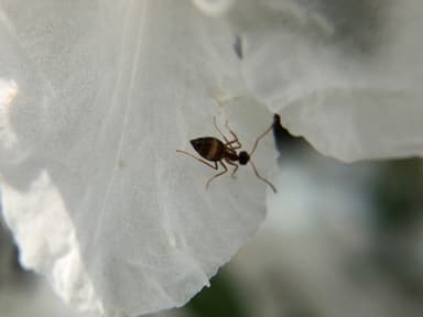 Prenolepis imparis photo 265