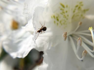 Prenolepis imparis photo 266