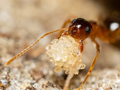 Prenolepis imparis photo 269