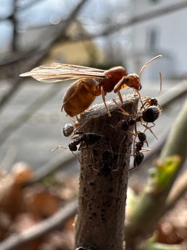 Prenolepis imparis photo 273