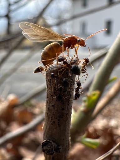 Prenolepis imparis photo 274