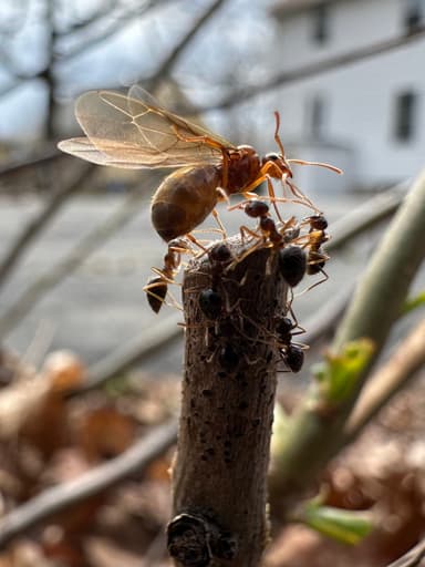 Prenolepis imparis photo 275