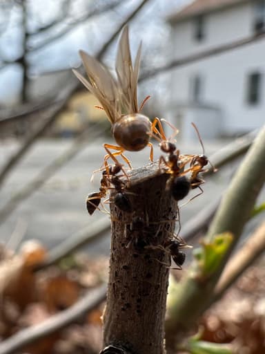 Prenolepis imparis photo 276