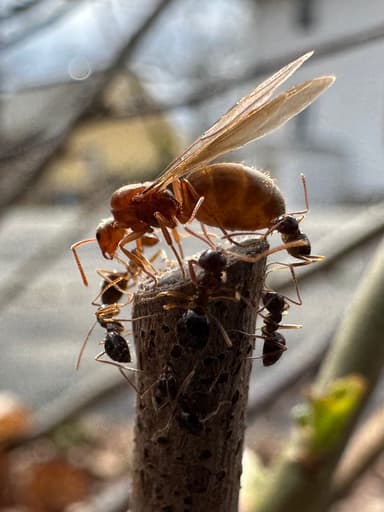 Prenolepis imparis photo 277