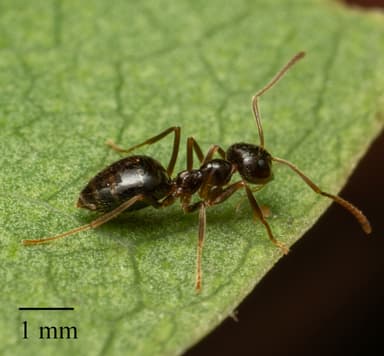 Prenolepis imparis photo 278