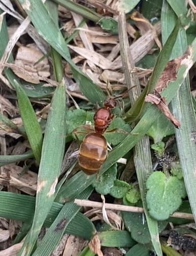 Prenolepis imparis — queen photo 281