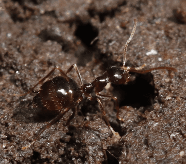 Prenolepis imparis photo 286