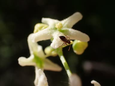 Prenolepis imparis photo 289