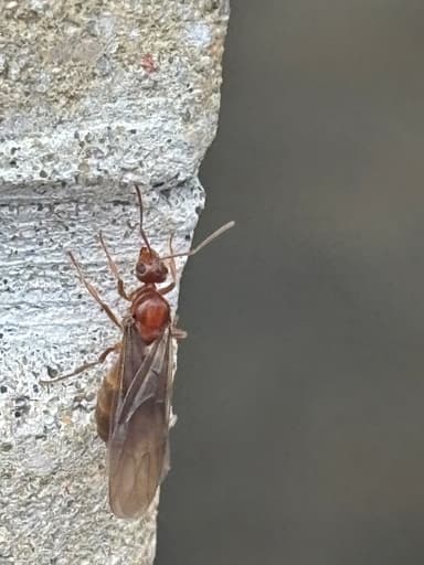 Prenolepis imparis photo 292