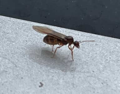 Prenolepis imparis photo 294