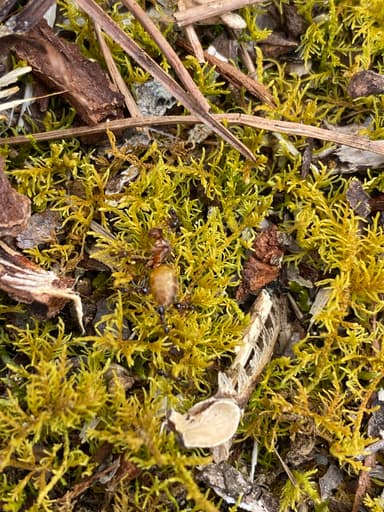 Prenolepis imparis photo 296