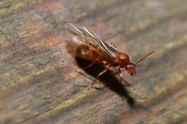 Prenolepis imparis photo 298